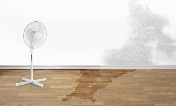 Best Flood damage cleanup  in Lorenzo, TX